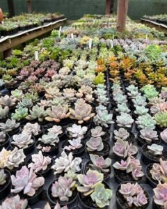 BONS VENTOS SUCULENTAS REALIZA TERCEIRA EDIÇÃO ESPECIAL DA FEIRA DE SUCULENTAS