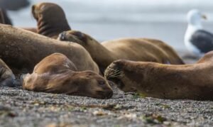 Governo gaúcho alerta turistas e moradores do Litoral sobre a Gripe Aviária