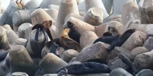 Gripe aviária mata mais de 500 mamíferos aquáticos no Rio Grande do Sul