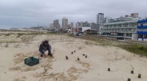 Mais de 10 mil mudas de Margarida-das-dunas são plantadas na orla de Torres