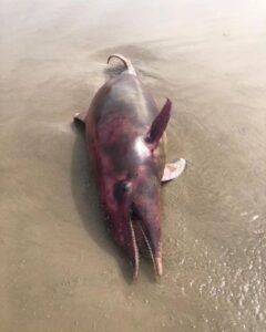 TONINHA É ENCONTRADA MORTA EM PRAIA DE OSÓRIO