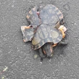 IMAGEM DE TARTARUGA MORTA NA LAGOA DO MARCELINO EM OSÓRIO, REACENDE DEBATE SOBRE FORMA DE USO DO ESPAÇO