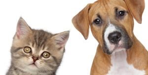 Prefeitura Municipal de Torres realiza mais uma Edição de Castração de Cães e Gatos entre os dias 9 e 12 de novembro