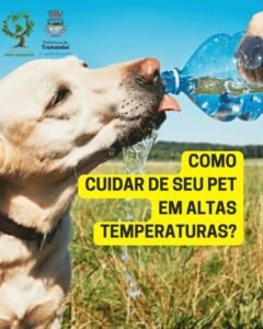 Departamento de Bem-Estar Animal Informa: Como cuidar do seu pet em dias de altas temperaturas ☀️🐶