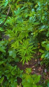 Após denúncias, ação da BM apreende Plantação de Maconha em Caraá