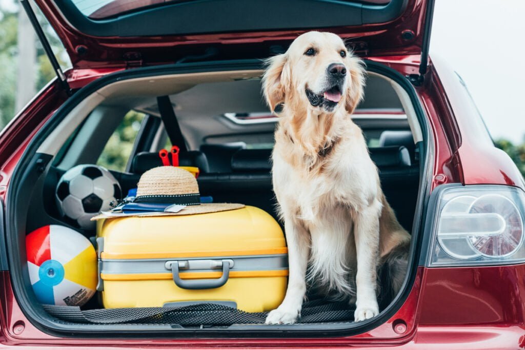 Cao-no-porta-malas 8 dicas para viajar com o cachorro de forma segura