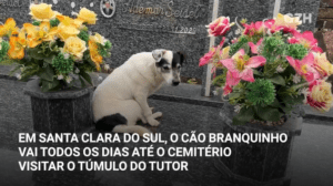 VÍDEO: Conheça Branquinho, o cão que visita o túmulo do tutor todos os dias em Santa Clara do Sul