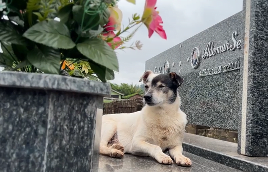 Screenshot_2 VÍDEO: Conheça Branquinho, o cão que visita o túmulo do tutor todos os dias em Santa Clara do Sul