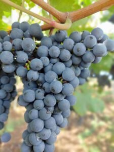 Inovações na produção de uva terão destaque na Tecnovitis 2023, em Bento Gonçalves