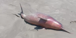 Defesa Civil encontra centenas de animais mortos no Litoral Sul
