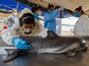 Salvar os botos da Amazônia