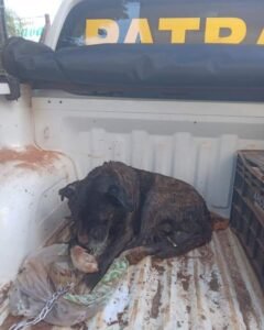 Homem é preso por maus-tratos a cão em Ernestina