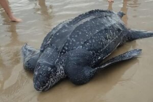 Tartaruga-gigante é encontrada morta em praia de Torres