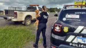 Polícia Civil fiscaliza local de maus-tratos contra animais domésticos em Osório