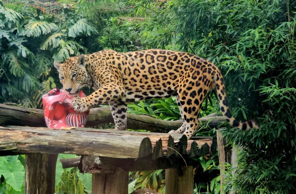 Natal onca pintada1