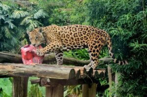 Animais do Gramadozoo recebem presentes de Natal