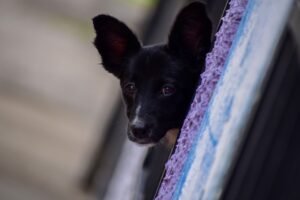 Veterinária dá dicas de como reduzir o Estresse de Pets com os Fogos de Artifício no Fim do Ano