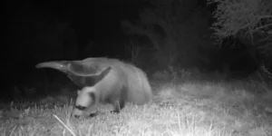 Tamanduá-bandeira é avistado pela primeira vez no RS em mais de 130 anos