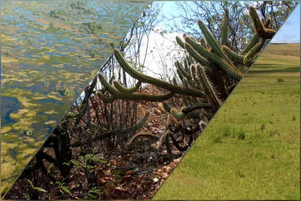 caatinga pampa e mata atlantica