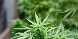 Juiz autoriza farmácia de manipulação a fabricar produtos de cannabis