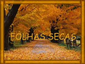 Mensagem do dia: Folhas Secas