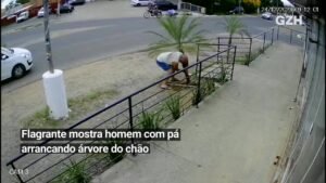 VÍDEO: Câmeras de segurança flagram furto de coqueiro em Alvorada
