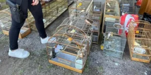 Polícia Civil apreende mais de 100 animais silvestres em Porto Alegre e Região Metropolitana