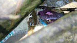 Pedaços de plásticos, cigarros e isopor estão entre os objetos que mais poluem as águas do Brasil