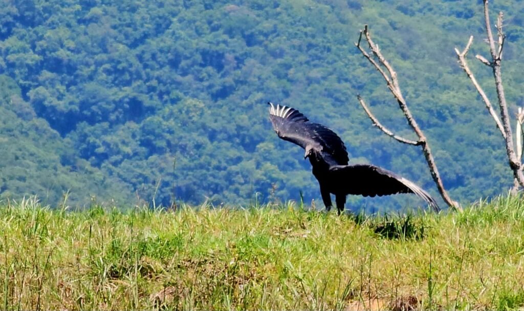 urubu foto halder