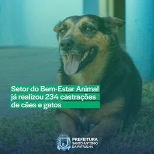 Através do setor do Bem-Estar Animal, foi realizado, entre 2022 e 2023, em SAP 234 castrações de cães e gatos