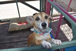 NOSSA ONDA É PRESERVAR E FEIRA DE ADOÇÕES ACONTECERAM NESTA SEXTA-FEIRA EM IMBÉ