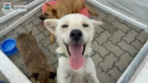 Um novo lar: 13 cãezinhos foram adotados na Super Feira de Adoção de Cães na Beira-Mar