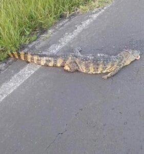 JACARÉ É ENCONTRADO ATROPELADO NA ESTRADA DO MAR EM OSÓRIO