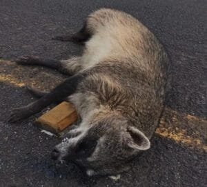Mão-pelada é encontrado morto atropelado Estrada do Mar em Osório