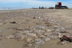 Milhares de águas-vivas encalham na praia do Cassino e surpreendem veranistas