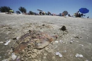 Mais de 600 casos de lesões por água-viva são registrados em intervalo de 24 horas no Litoral Norte