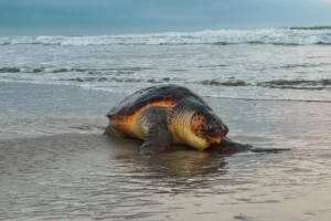 Tartaruga-cabeçuda morre após encalhar em Capão da Canoa
