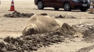 Elefante-marinho descansa na  Praia do Cassino e chama a atenção dos veranistas