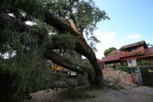 Uma semana após tempestade, 27 ruas seguem bloqueadas por queda de árvore em Porto Alegre