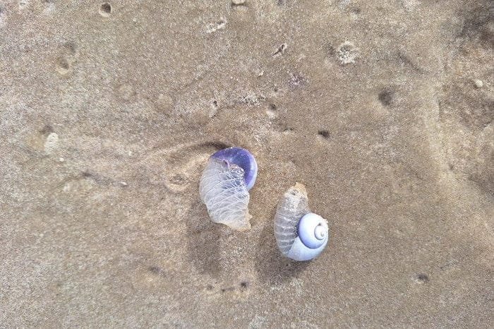 Animais Marinhos Azulados na Praia: o que são e quais os riscos das espécies que apareceram no Litoral do RS 9 4902337 d1bb67ed5a69e91