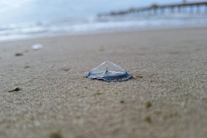 Animais Marinhos Azulados na Praia: o que são e quais os riscos das espécies que apareceram no Litoral do RS 4 4902338 1875d94fbde31ce