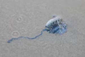 Animais Marinhos Azulados na Praia: o que são e quais os riscos das espécies que apareceram no Litoral do RS