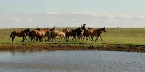 RS registra o Primeiro Caso de Encefalite Equina do Oeste