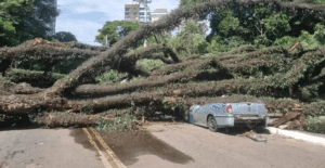 Temporal em São Paulo deixa moradores sem energia e derruba árvores