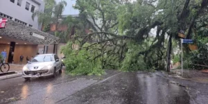 Queda de árvore e alagamentos: confira pontos afetados pela chuva em Porto Alegre