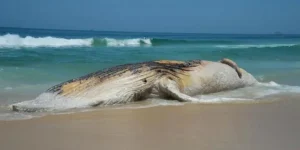 ICMBio lança guia de eutanásia em mamíferos aquáticos encalhados