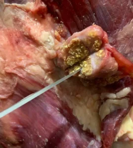 Dois restaurantes são interditados e 1,2 tonelada de alimentos é apreendida em Capão da Canoa, no Litoral gaúcho