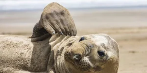 Descanso de elefante-marinho completa 15 dias em Rio Grande