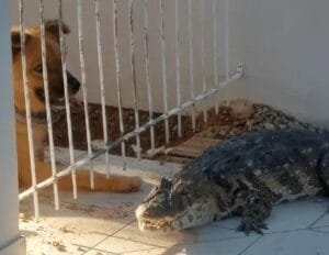 Moradora de SC encontra jacaré no quintal de casa