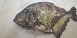 Ceclimar confirma presença de palometas em lagoa de Cidreira